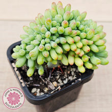 Load image into Gallery viewer, Sedum pachyphyllum 'Blue Jelly Beans' Crested
