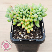 Load image into Gallery viewer, Sedum pachyphyllum 'Blue Jelly Beans' Crested
