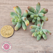 Load image into Gallery viewer, Sedum pachyphyllum 'Koigokoro' - Cutting x 3
