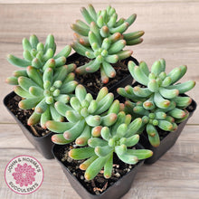 Load image into Gallery viewer, Sedum pachyphyllum 'Koigokoro' (Multi Heads)

