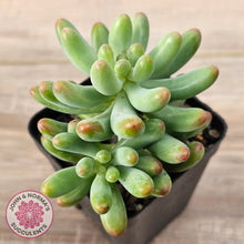 Load image into Gallery viewer, Sedum pachyphyllum 'Koigokoro' (Multi Heads)
