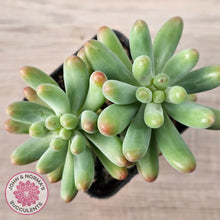Load image into Gallery viewer, Sedum pachyphyllum 'Koigokoro' (Multi Heads)
