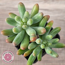 Load image into Gallery viewer, Sedum pachyphyllum 'Koigokoro' (Multi Heads)
