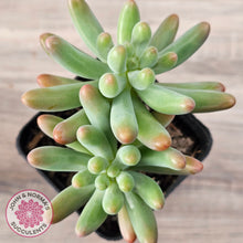 Load image into Gallery viewer, Sedum pachyphyllum 'Koigokoro' (Multi Heads)
