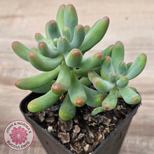 Load image into Gallery viewer, Sedum pachyphyllum 'Koigokoro'

