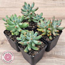 Load image into Gallery viewer, Sedum pachyphyllum 'Koigokoro'
