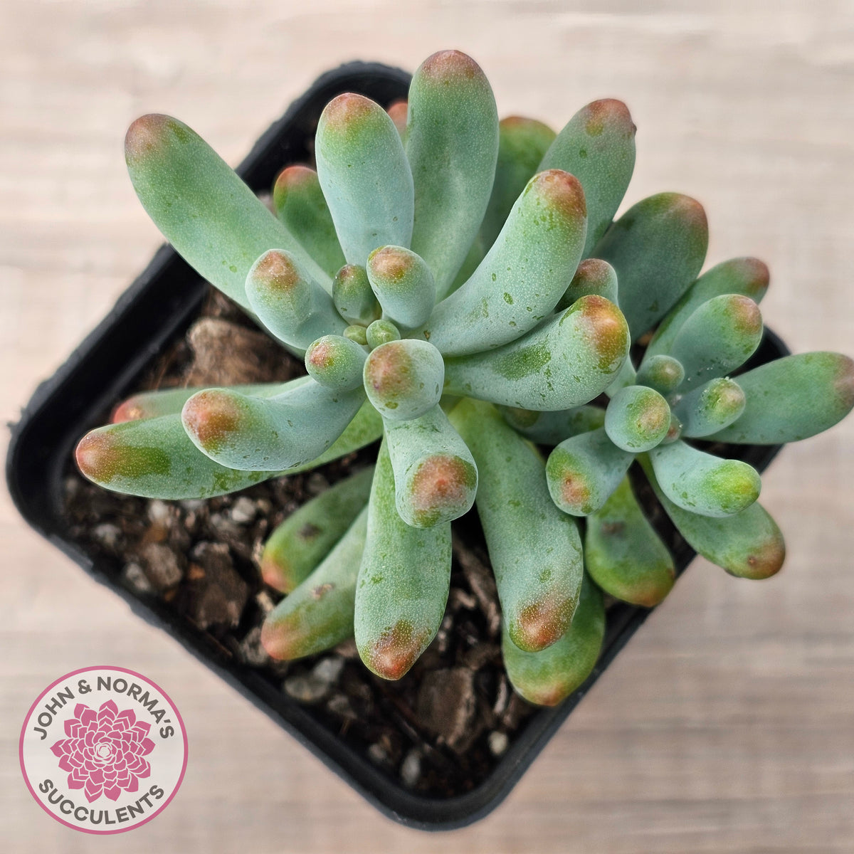 Sedum pachyphyllum 'Koigokoro'