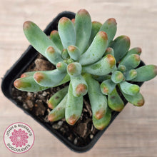 Load image into Gallery viewer, Sedum pachyphyllum 'Koigokoro'
