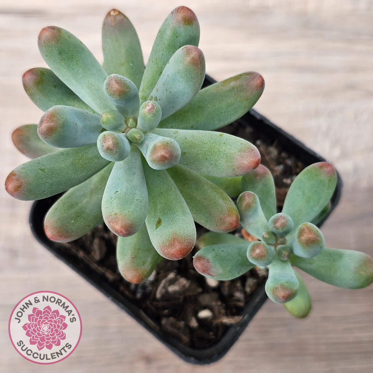 Sedum pachyphyllum 'Koigokoro'