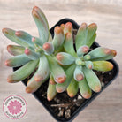 Sedum pachyphyllum 'Koigokoro'