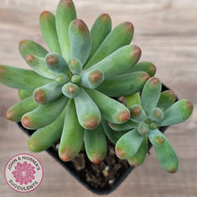 Load image into Gallery viewer, Sedum pachyphyllum 'Koigokoro'
