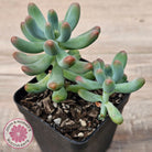 Sedum pachyphyllum 'Koigokoro'