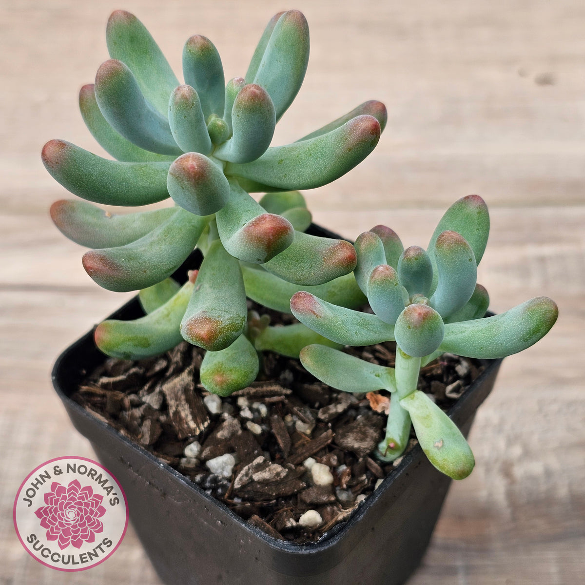 Sedum pachyphyllum 'Koigokoro'