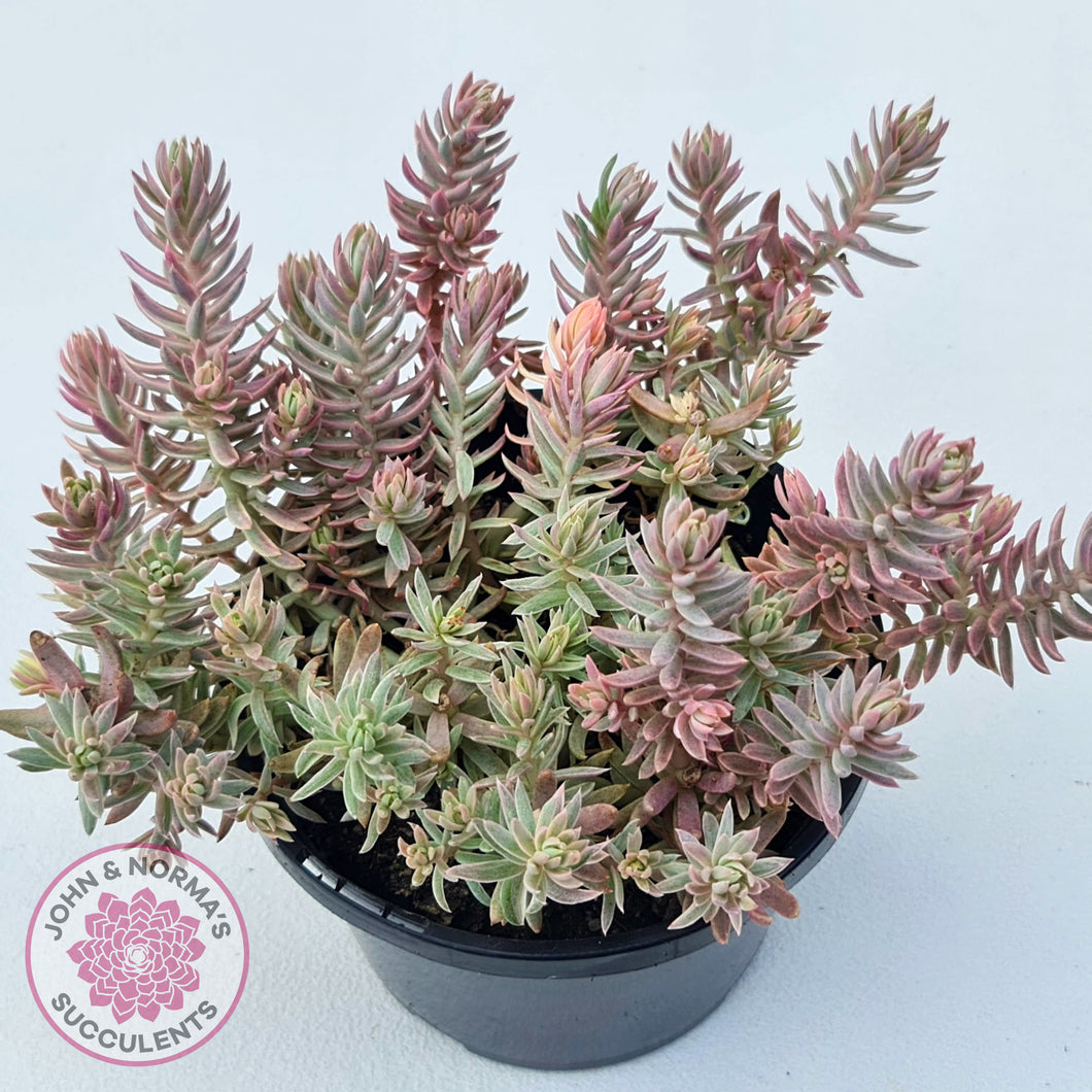 Sedum reflexum Chameleon variegated