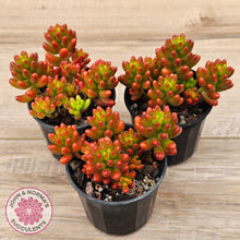 Load image into Gallery viewer, Sedum rubrotinctum 'Red Jelly Beans'

