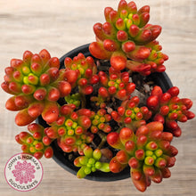 Load image into Gallery viewer, Sedum rubrotinctum 'Red Jelly Beans'
