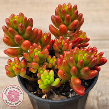 Load image into Gallery viewer, Sedum rubrotinctum 'Red Jelly Beans'
