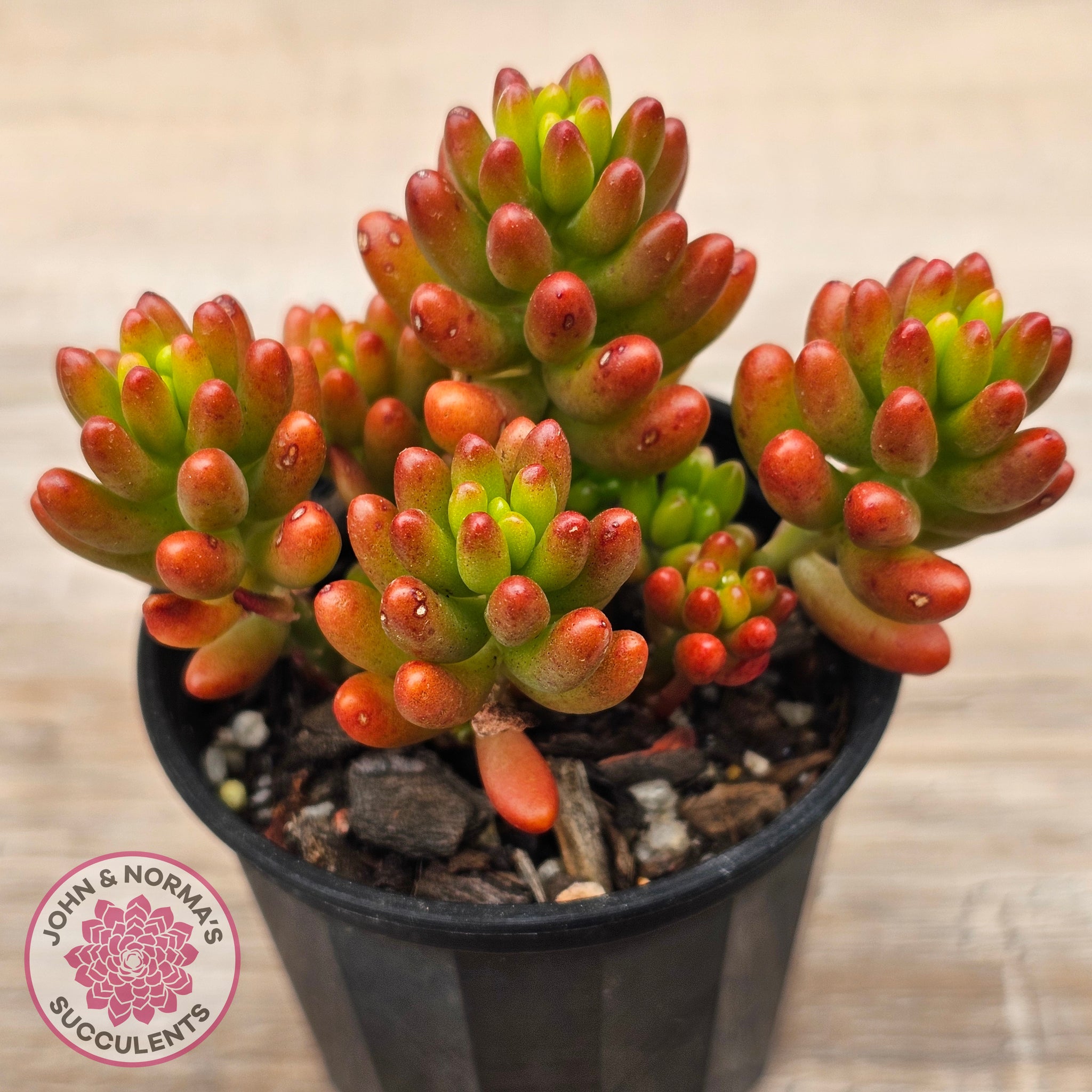 red jelly bean succulent Buy Sedum rubrotinctum 'Red Jelly Beans' Australia