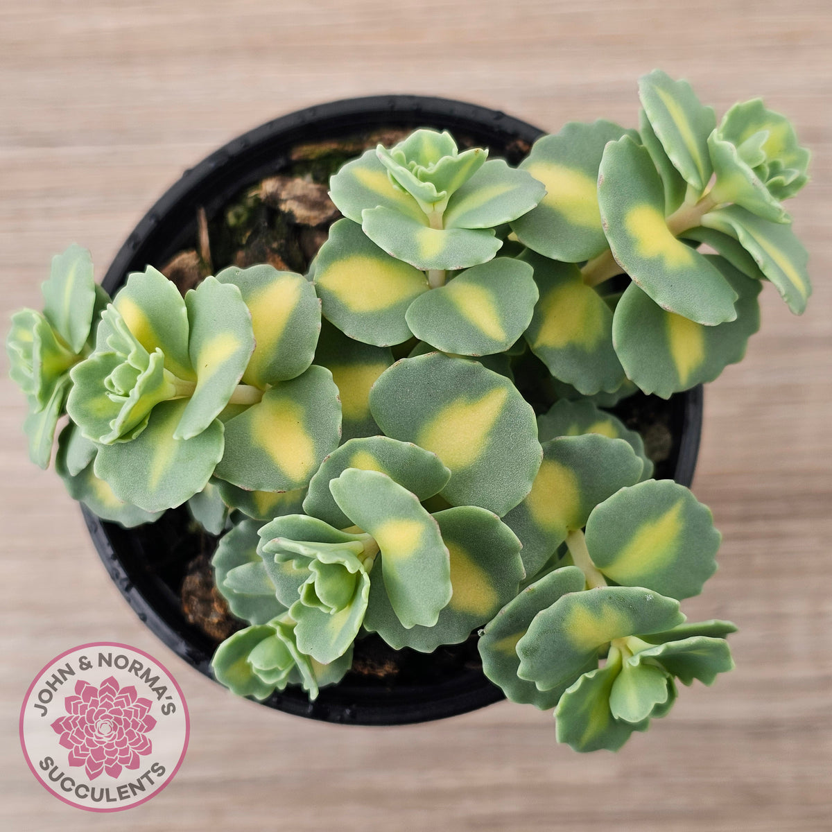 Hylotelephium sieboldii f. variegatum aka Sedum sieboldii variegata