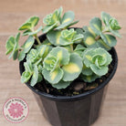 Hylotelephium sieboldii f. variegatum aka Sedum sieboldii variegata