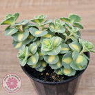 Hylotelephium sieboldii f. variegatum aka Sedum sieboldii variegata