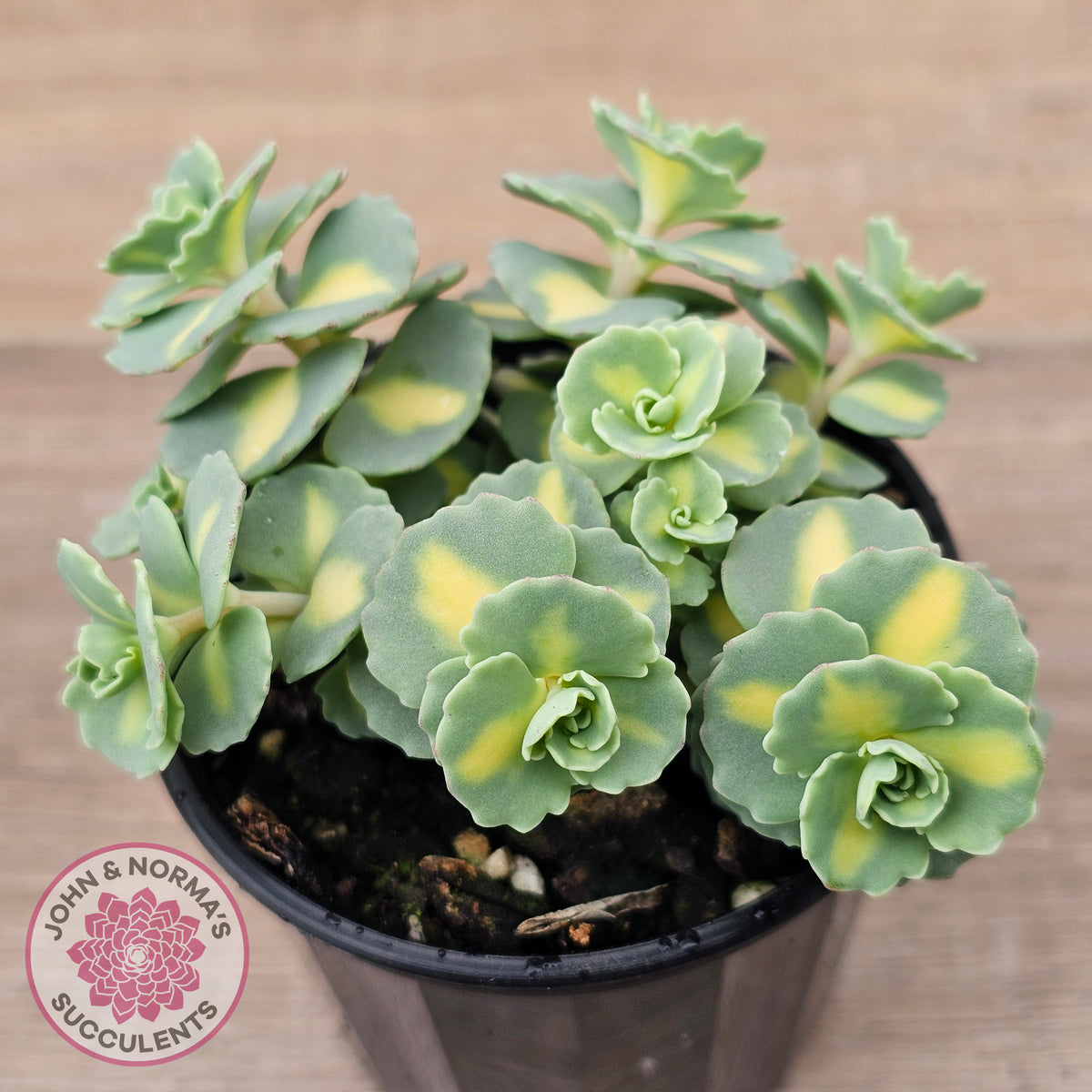 Hylotelephium sieboldii f. variegatum aka Sedum sieboldii variegata
