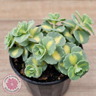 Hylotelephium sieboldii f. variegatum aka Sedum sieboldii variegata