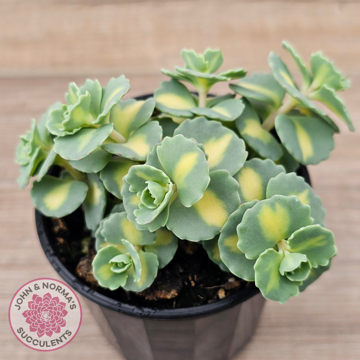 Hylotelephium sieboldii f. variegatum aka Sedum sieboldii variegata