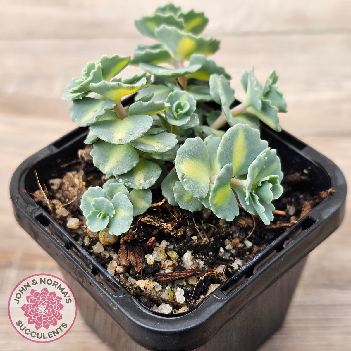 Hylotelephium sieboldii f. variegatum aka Sedum sieboldii variegata