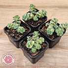 Hylotelephium sieboldii f. variegatum aka Sedum sieboldii variegata
