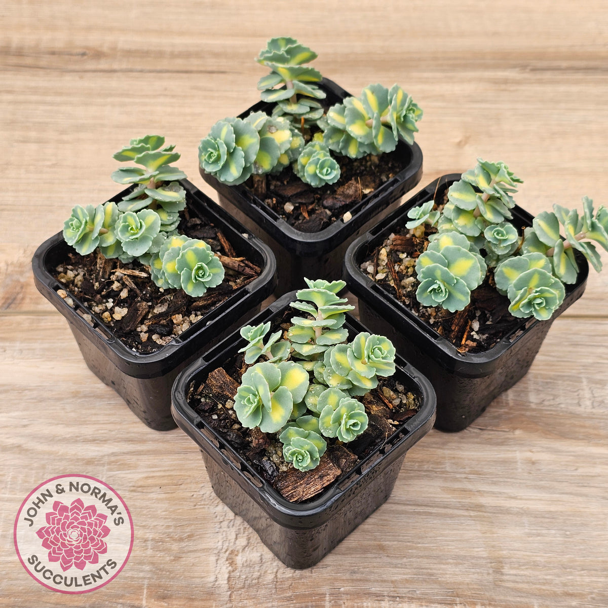 Hylotelephium sieboldii f. variegatum aka Sedum sieboldii variegata