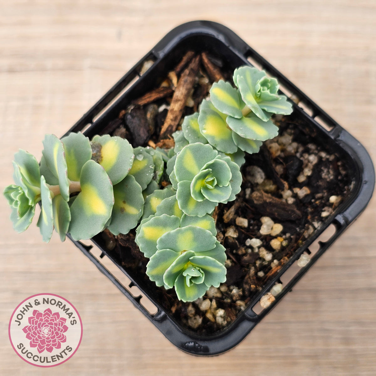 Hylotelephium sieboldii f. variegatum aka Sedum sieboldii variegata