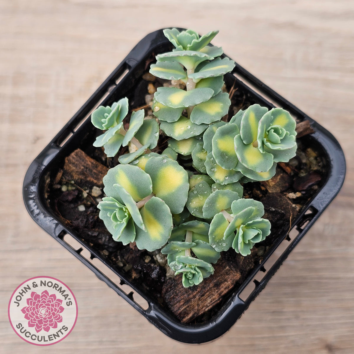 Hylotelephium sieboldii f. variegatum aka Sedum sieboldii variegata