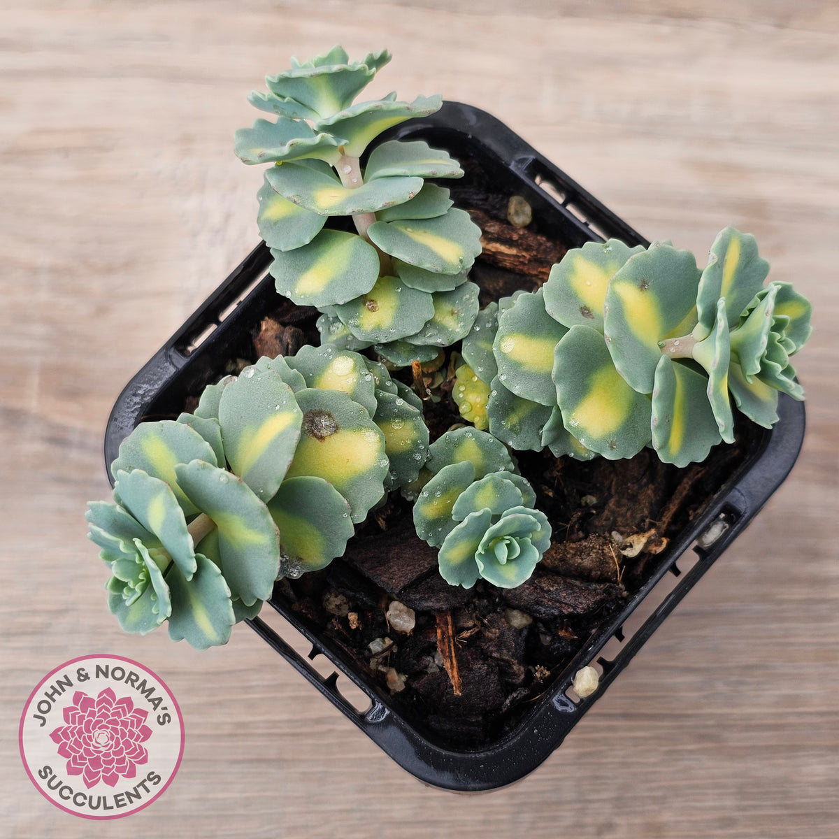 Hylotelephium sieboldii f. variegatum aka Sedum sieboldii variegata