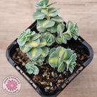 Hylotelephium sieboldii f. variegatum aka Sedum sieboldii variegata