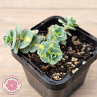 Hylotelephium sieboldii f. variegatum aka Sedum sieboldii variegata