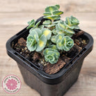 Hylotelephium sieboldii f. variegatum aka Sedum sieboldii variegata