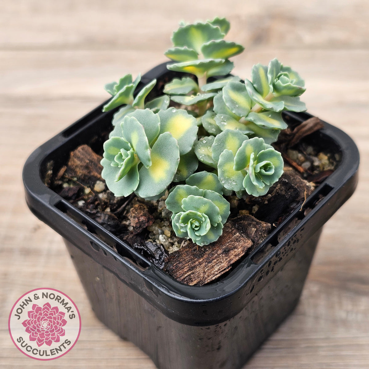 Hylotelephium sieboldii f. variegatum aka Sedum sieboldii variegata