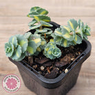 Hylotelephium sieboldii f. variegatum aka Sedum sieboldii variegata