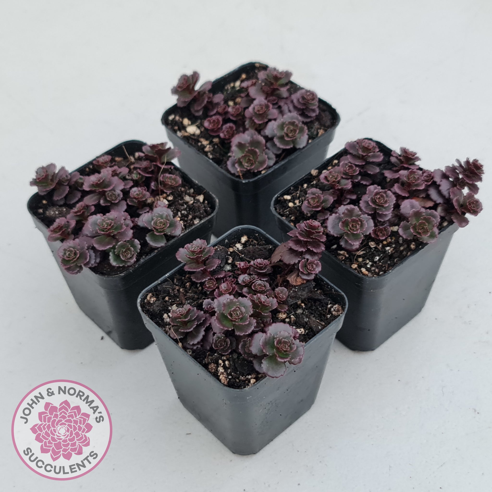 blob succulent Buy Sedum spurium 'Chocolate Blob' Australia