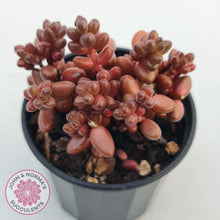 Load image into Gallery viewer, Sedum Sttahli display image showing deep chocolate colouration of leaves 
