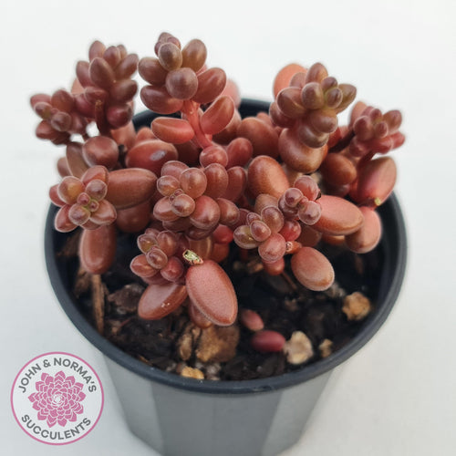 Sedum Sttahli display image showing deep chocolate colouration of leaves 