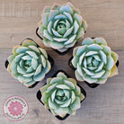 Sedum suaveolens