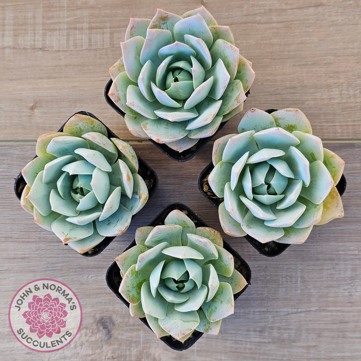 Sedum suaveolens