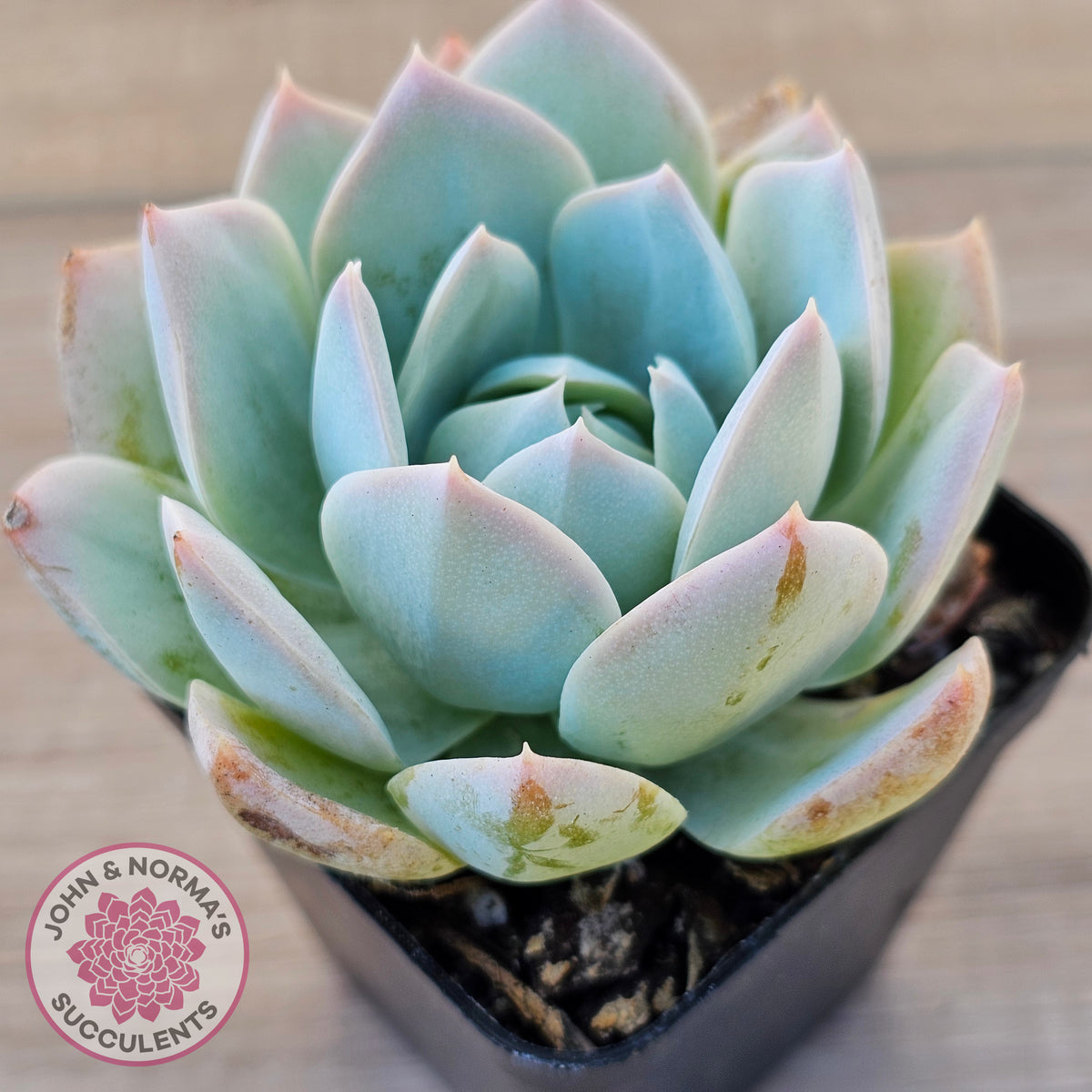 Sedum suaveolens