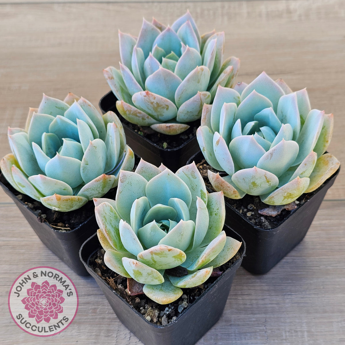 Sedum suaveolens
