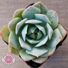 Sedum suaveolens