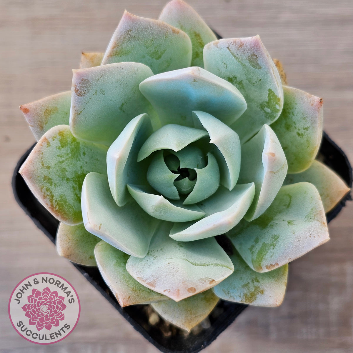 Sedum suaveolens