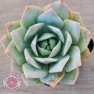 Sedum suaveolens