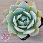 Sedum suaveolens